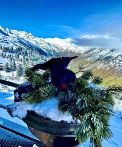 Hunting black grouse in Austria - complete package 2026 1