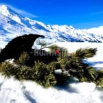 Black grouse hunt in Obergur, Austria