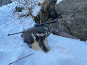 Hunting chamois in Austria - complete package 2026 1