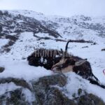 Chamois hunt in Austria, Obergur