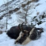 Chamois hunt in Austria ✅ Hunting area Obergur ✅