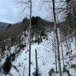 Hunt in Romania, Sibiu