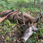 Stag 150 CIC Šumava 2025