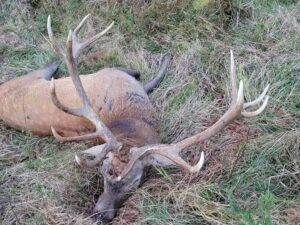 Hunting red stag in Šumava 2027 3