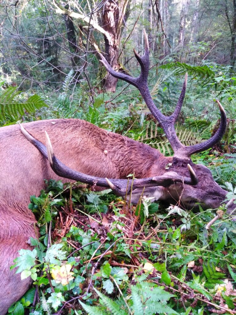 Hunting red stag in Šumava 2027