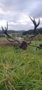 Hunting red stag in Šumava 2027 2