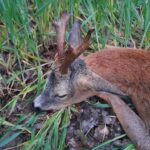 Roe buck hunt in the Czech Republic in hunting ground Koloděje