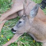 Roe buck hunt in the Czech Republic in hunting ground Koloděje