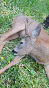 Roe buck hunt in Czechia near Vltava river 2026 3