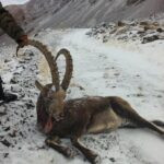 Siberian ibex hunt in Kyrgyzstan