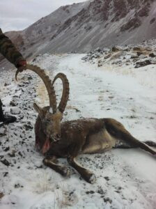 Siberian Ibex hunt in Kyrgyzstan 2025 1