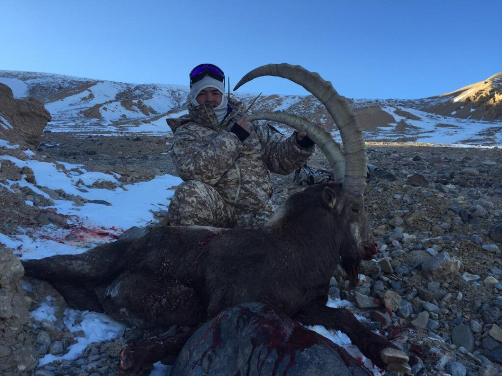 Siberian Ibex hunt in Kyrgyzstan 2025