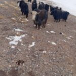 Hunt in Kyrgyzstan