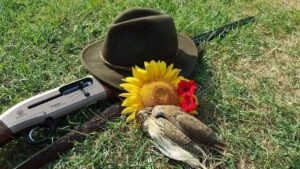 Hunting quails in Eastern Serbia 2026 3