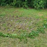 Quail hunt in Serbia, Ada hunting area