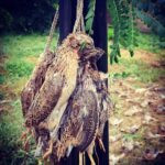 Quail hunt in Serbia, Ada hunting area