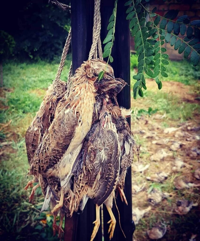 Hunting quails in Eastern Serbia 2026