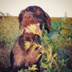 Quail hunting Serbia, Ada