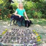 Quail hunting Serbia, Ada