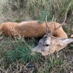 Roe buck hunting in the game preserve Janovská Dolina