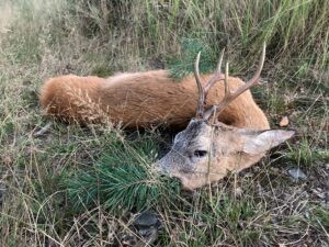 Roe buck hunting game preserve Janovska Dolina 2026 3