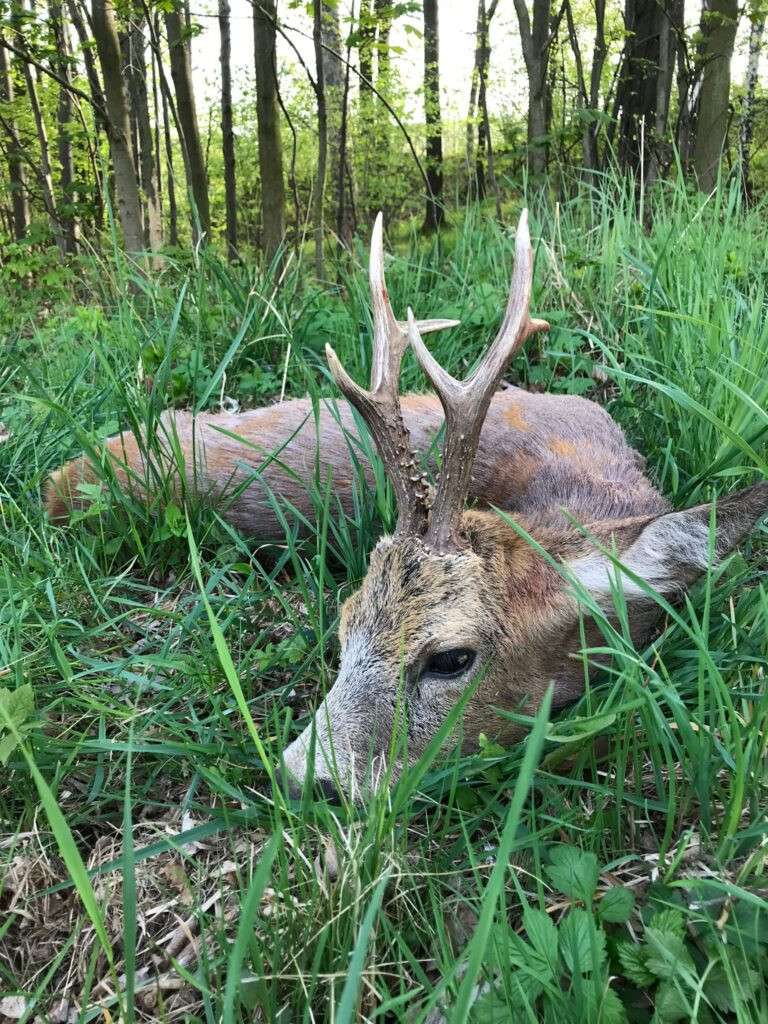 Roe buck hunting game preserve Janovska Dolina 2026