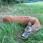 Roe buck hunting in the game preserve Janovská Dolina