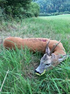 Roe buck hunting game preserve Janovska Dolina 2026 2