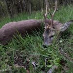 Roe buck hunting in the game preserve Janovská Dolina