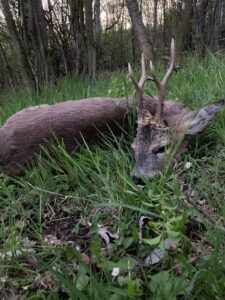 Roe buck hunting game preserve Janovska Dolina 2026 1