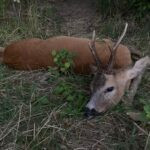 Roe buck hunting in the game preserve Janovská Dolina