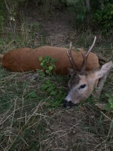 Roe buck hunting game preserve Janovska Dolina 2026 0