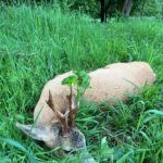 Roe buck hunting in the game preserve Janovská Dolina