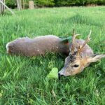 Roe buck hunting in the game preserve Janovská Dolina