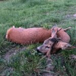 Roe buck hunting in the game preserve Janovská Dolina