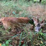 Roe buck hunting in the game preserve Janovská Dolina