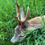 Roe buck hunting in the game preserve Janovská Dolina