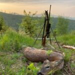 Roe buck hunting in the game preserve Janovská Dolina