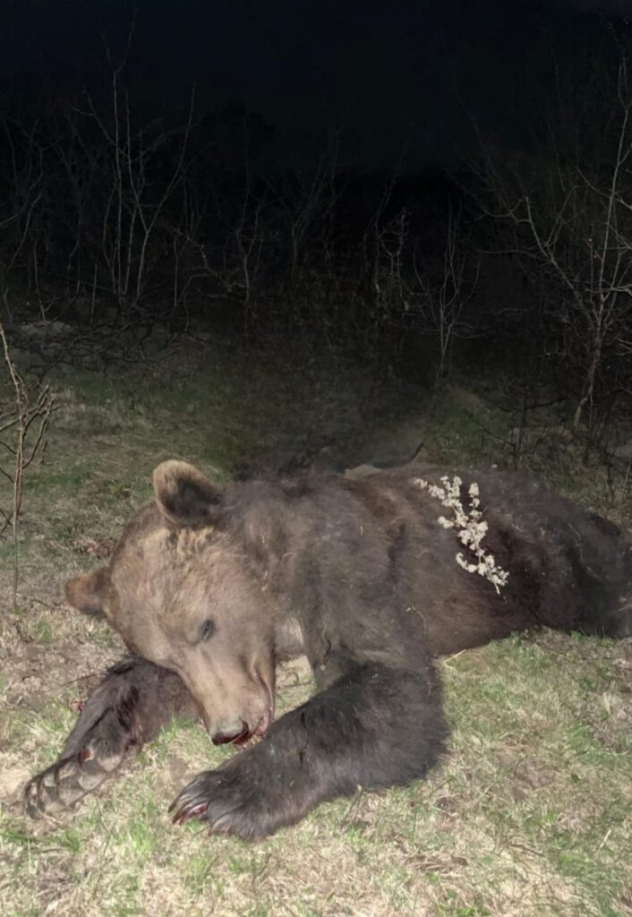 Brown Bear Hunting in Romania in Autumn 2026
