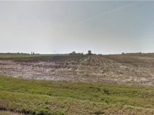 Hunting quails in Eastern Serbia 2026 2