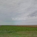Quail hunt in Serbia, Ada hunting area