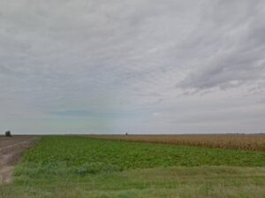 Hunting quails in Eastern Serbia 2026 1