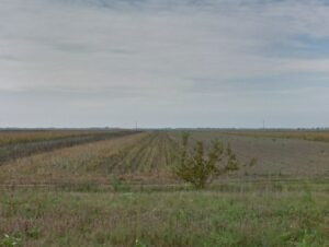 Hunting quails in Eastern Serbia 2026 0