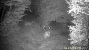 Hunting game in the Ore Mountains 2026/2027 3