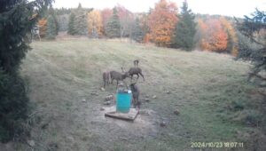 Hunting game in the Ore Mountains 2026/2027 2