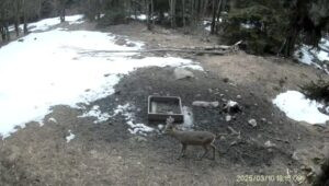 Hunting game in the Ore Mountains 2026/2027 1