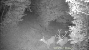 Hunting game in the Ore Mountains 2026/2027 0