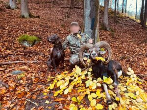 Mouflon hunt in the Czech Republic 2025/2026 1