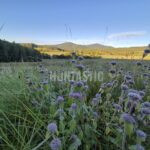 Hunting ground Blanský les