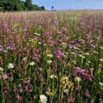 Hunting Ground Blanský les